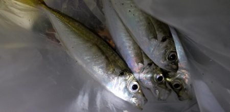 アジング　渋い