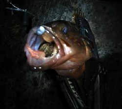 アジング不発…