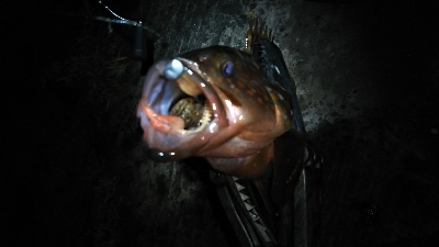 アジング不発…