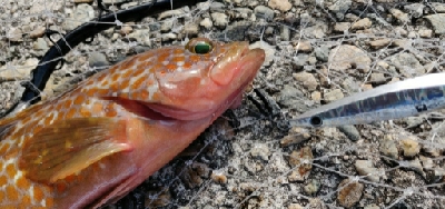 安定のキジハタ