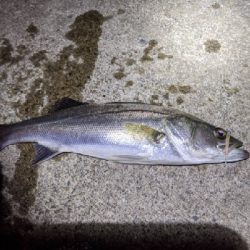 久しぶりの釣行