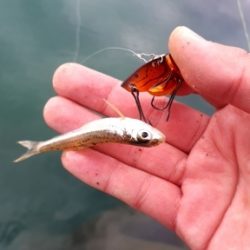 2020年釣り初め！