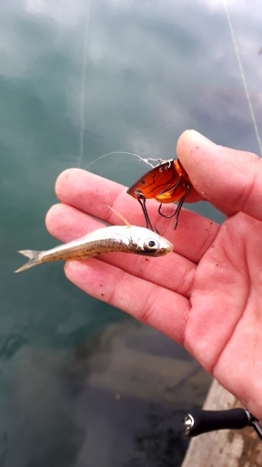 2020年釣り初め！