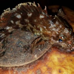 2020年初釣り　アジ調査