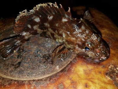 2020年初釣り　アジ調査