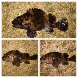 メバリング1850〜2050