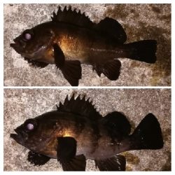 メバリング1855〜1930