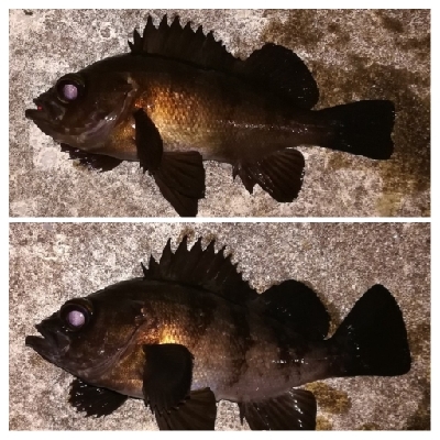 メバリング1855〜1930