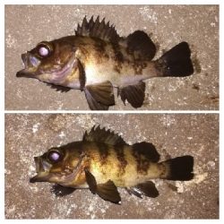 メバリング1840〜1930