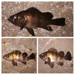 メバリング1840〜2047