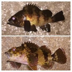 メバリング1844〜1930