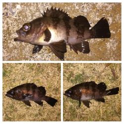 メバリング1840〜1930プラスα