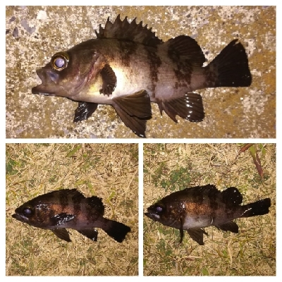 メバリング1840〜1930プラスα