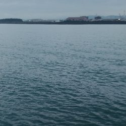 フラットフィッシュ