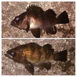 メバリング1940〜2035