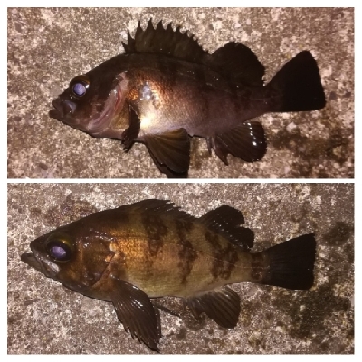 メバリング1940〜2035