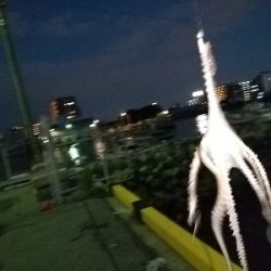 2020年1月15日釣行in箱崎ふ頭