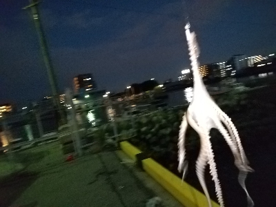 2020年1月15日釣行in箱崎ふ頭