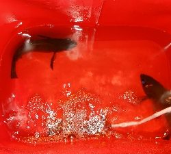 アジングのはずがメバリング?！