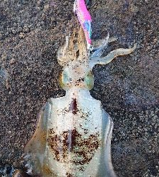 初釣り墨付け❗