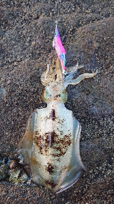 初釣り墨付け❗