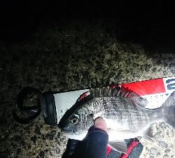 メバル狙いでしたが