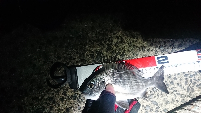 メバル狙いでしたが