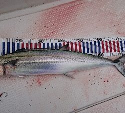 釣り初めは京鰆
