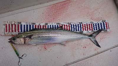 釣り初めは京鰆