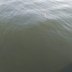 今年初チヌが50オーバー