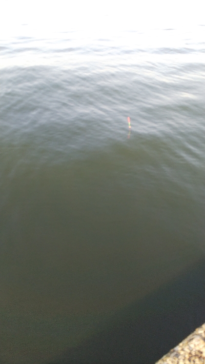 今年初チヌが50オーバー