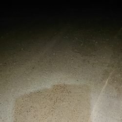 狙いはシーバス！