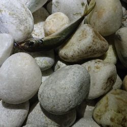 初釣りメバリング