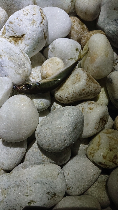 初釣りメバリング