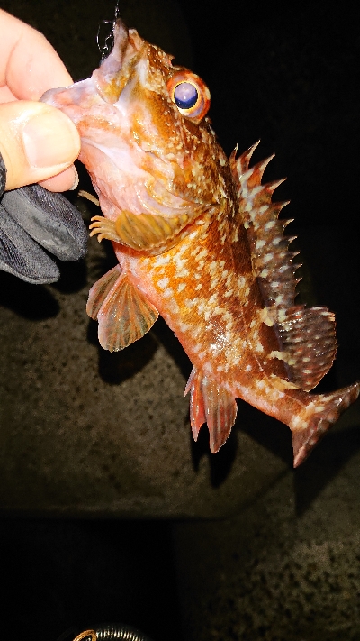 今日もガシラを