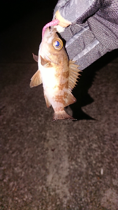 この時期は渋い