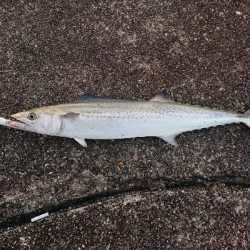 激サムエギング&汗かきLSJ