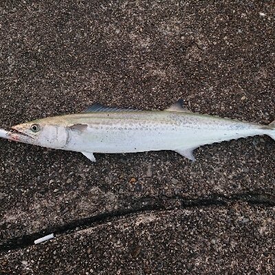 激サムエギング&汗かきLSJ