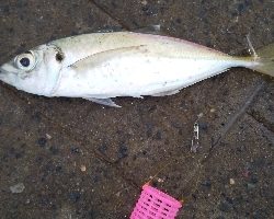 サビキは普通に釣れます