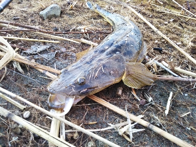 ボトムフィッシュ