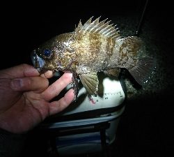 初釣り。短時間釣行