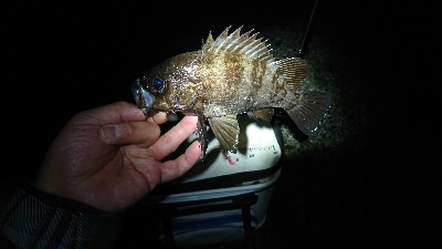 初釣り。短時間釣行