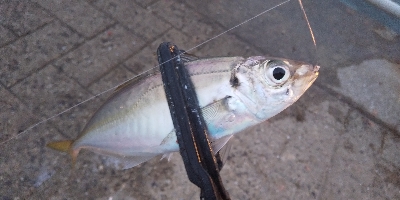 サビキは普通に釣れます2