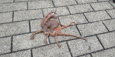 もうタコ釣ってしまった