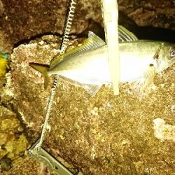 フロートアジング爆釣