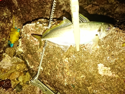 フロートアジング爆釣