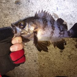 今週もフロートアジング