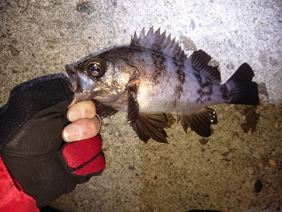 今週もフロートアジング