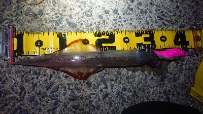 ヤリイカエギング