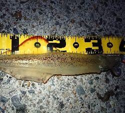 朝マズメ、ヤリイカ狙い